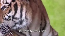 棕熊误入训练场，偶遇一群俄罗斯士兵，来不及反应就直接被撂翻！