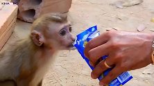 孤儿猴喝牛奶，日子甜美
