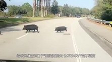 野猪大肆破坏生态，老外带十几条猎犬与其肉博，场面十分激烈！