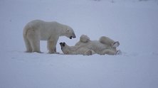 加拿大：大雪过后 北极熊在雪地嬉戏