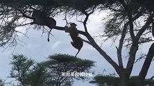 动物：狮子想抢夺豹子猎物，直接追到树上