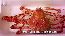 世界上最大的螃蟹，长4米多可以长命百岁，鲨鱼都不是它的对手