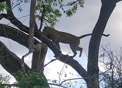 南非：一只豹子抢走鬣狗的猎物，迅速爬上树令其措手不及