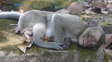 小猴趴在岩石上踏实的睡觉，难道是做梦梦见好吃的了吗？