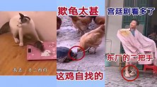 搞笑动物：世道变了，你看看连我家母鸡都看懂粤字里有米字