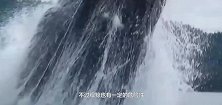 为什么座头鲸要频繁的跃出水面，座头鲸：我不就是挠一痒吗