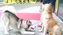 二哈：走，跟我玩去，不会是傻狗吧！黄狗：怎能跟你一般见识！