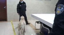 重庆：拉布拉多闯进派出所“报警” 结果赖着不走了