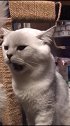猫：臭死了，你是不是拉完粑粑没擦屁股呀！