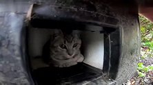 突降雨夹雪，公园里的猫咪，一个个宅在小窝里
