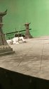替身演员不容易，拍摄失误了