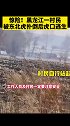 惊险！黑龙江一村民被东北虎扑倒后，虎口逃生黑龙江 东北虎