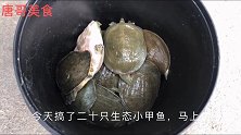 合肥肥东有名卤甲鱼，40元一只，全是原生态甲鱼味道超好