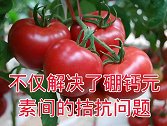 果树用哪种叶面肥补钙效果好
