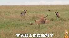 鬣狗群被狮子咬惨了，捕杀角马又没成，好像女王真的生气了