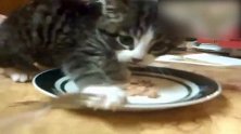 小猫趴在盘子里吃着食物，一只爪子拦下了主人，可爱！