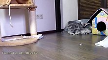 好可爱的猫咪们啊，就是皮了点，这样的我可不敢养家里呢！