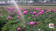 湖北宜昌百亩芍药花海惊艳绽放