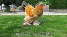这是我见过最大的鸡，身高达1.2米，一只重达16斤？