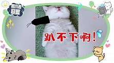 猫咪睡姿“奇形怪状”：别吵我，长身体呢！