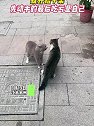 江苏苏州：两只猫咪一言不合就开始干架，先动手的最后吃亏是自己