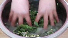 大厨教你车前草的吃法，清热去火还明目，缓解疲劳保护视力！