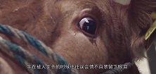 小牛犊被主人卖掉，牛妈妈一路狂追汽车，眼神让人绝望