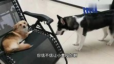 哈士奇最近躁动不安，一言不合就欺负其他狗狗，狗狗委屈的快哭了