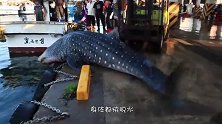 海滩突现13米庞然大物，引得游客纷纷上前围观，看清后不淡定了