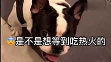 主人上厕所，法斗犬带着媳妇一起围观，生怕主人吃“独食”，哈哈