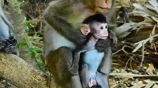 实拍：想挣脱逃跑的猴子宝宝