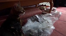 好奶萌的猫咪啊，这个玩具小布偶也好可爱，都想要呢！