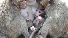 猴子抱团取暖，一起打瞌睡，画面太温馨了！