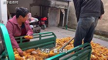 农村小伙800一亩把玉米卖了，妈妈听了想反悔，要给人家退钱去