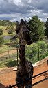 一抬头就看到长颈鹿在阳台上吃草！！！
