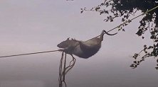 英国：一大老鼠沿着晾衣绳爬到喂鸟器偷吃食物，像耍杂技