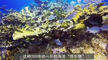 200块钱一斤的“怪生物”，看着没啥胃口，日本人却最爱吃！