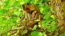 猴妈妈心真大！任由小猴子坐在树上玩耍，就不怕掉下去一命呜呼？