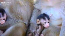 小猴子想边走边玩，为什么妈妈把小猴子埃勒诺抱在胸前