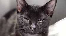 小猫从濒临死亡，到双眼炯炯有神，看的人心酸，感谢好人救它