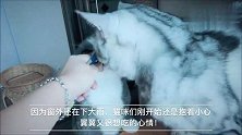 三只猫第一次听到雷声，吓得一脸懵圈！