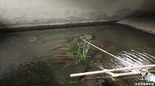 野钓的溪石斑网友说养不活，山泉水试养半年，不料今天一看乐坏了