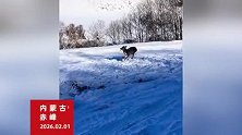 太冷了！内蒙古气温零下25度，一只“傻狍子”被冻成冰雕