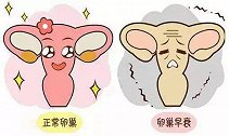 卵巢的早衰会不会直接导致试管促排结果不好呢？
