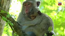 珍妮特赖着怀孕的猴妈喝奶，心软的猴妈不忍拒绝！