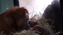 有爱！美国动物园一猩猩妈妈隔着玻璃给家人看新生幼崽