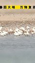 春回大地 ，万物复苏。吴忠黄河国家湿地公园观测到百余只白琵鹭。