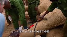 侥幸逃脱的大象受伤很严重，再不救助大象就会有生命危险！