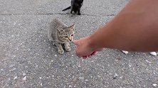 走在渔港的路上，遇见几只流浪猫们，非常热情地奔跑过来