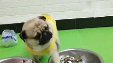 巴哥犬要饭的生意不错，还分“长钱”“圆钱”收入颇丰啊